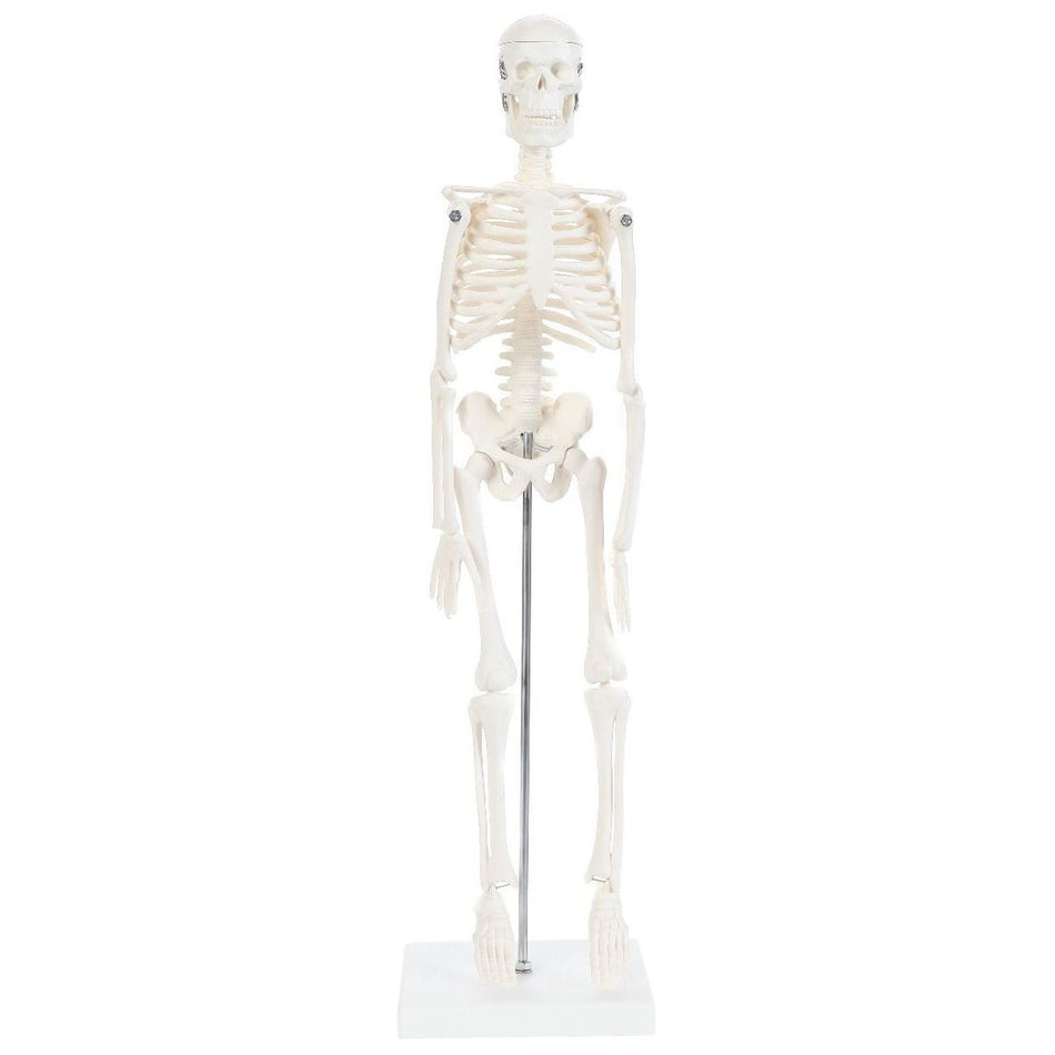 Anatomy Lab Essential Micro Desktop Skeleton