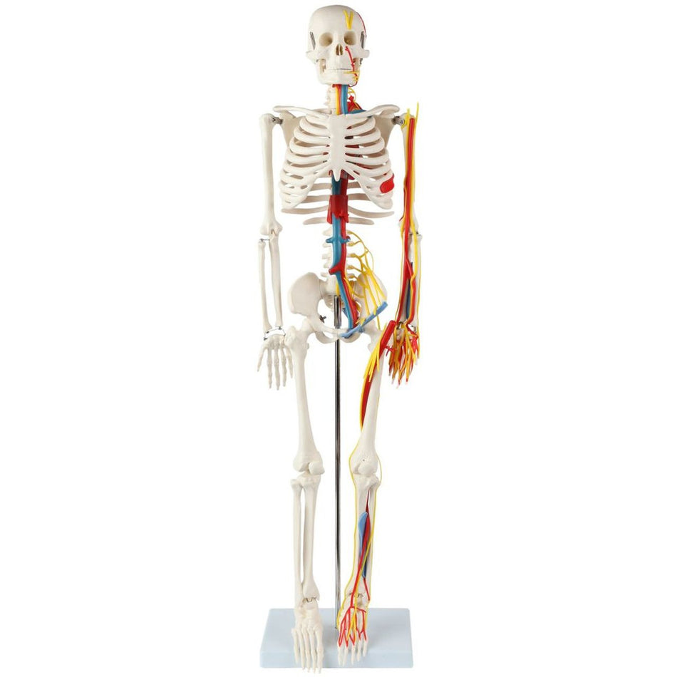 Anatomy Lab Miniature Human Skeleton with Nerves, Veins and Arteries