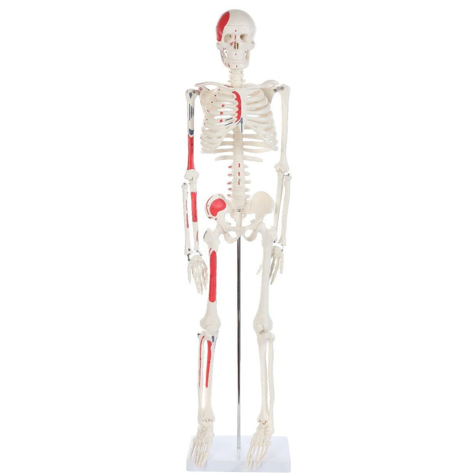 Anatomy Lab Essential Painted Mini Skeleton