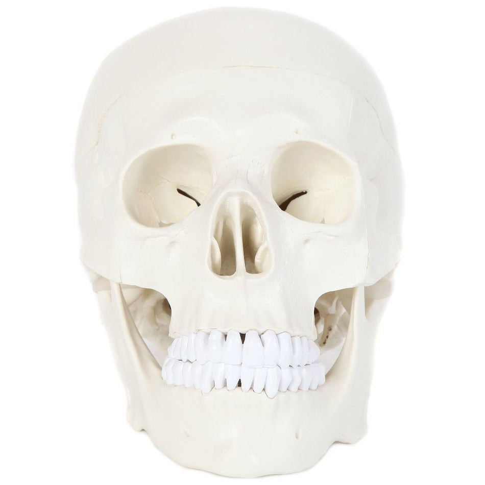 Anatomy Lab Essential Life-Size Skull
